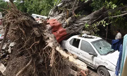 बारिश के चलते रानीखेत तहसील के खनियां गांव में गाड़ियों के ऊपर गिरा पेड़, 5 ग्रामीण सड़कें भी हुईं बाधित