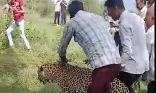 बिजनौर में कुएं में फंसे तेंदुए का सुरक्षित रेस्क्यू बिजनौर में कुएं में फंसे तेंदुए का सुरक्षित रेस्क्यू