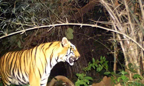 नरभक्षी बाघ को पकड़ने नागझिरा की टीम पहुंची देसाईगंज