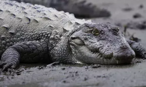 चीन में आई भारी बाढ़ के बीच 70 से अधिक मगरमच्छ फार्म से भाग निकले,पकड़ने के लिए चलाया जा रहा अभियान चीन में आई भारी बाढ़ के बीच 70 से अधिक मगरमच्छ फार्म से भाग निकले,पकड़ने के लिए चलाया जा रहा अभियान