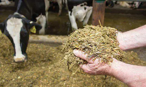 सरकार ने घास खरीदने की दर तय की सरकार ने घास खरीदने की दर तय की