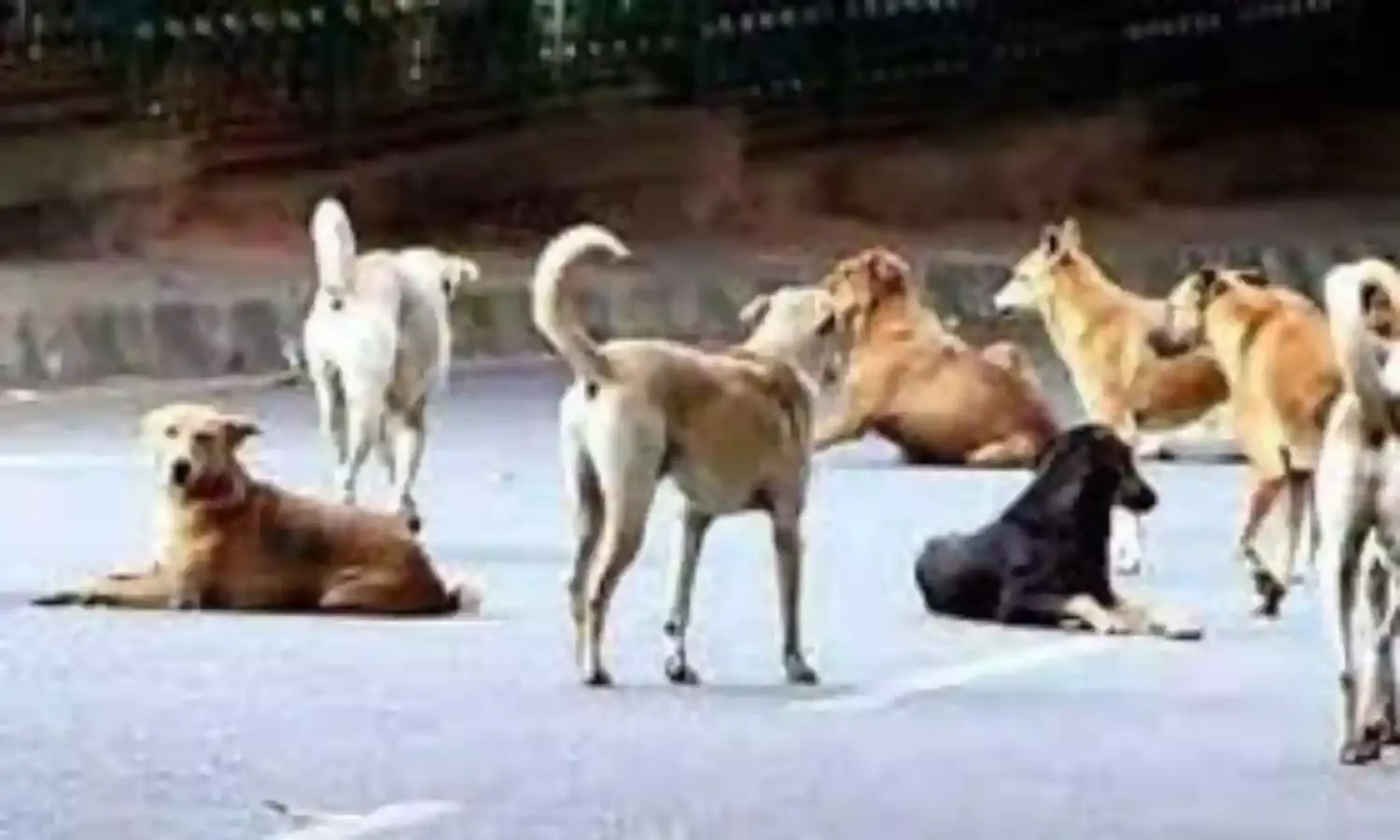 अब तक कितने श्वान पकड़े, हाई कोर्ट का मनपा से सवाल