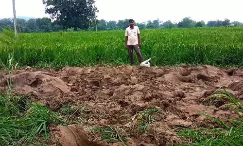 जंगली हाथियों ने फिर उजाड़ी धान की फसल