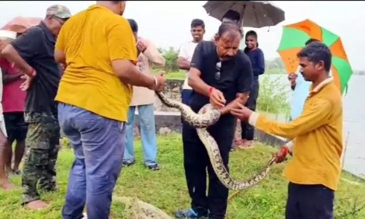 जाल में फंसे अजगर को सुरक्षित निकाला जाल में फंसे अजगर को सुरक्षित निकाला