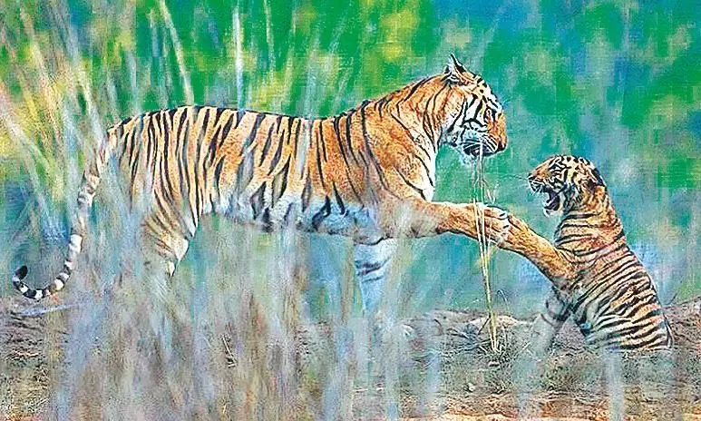 खूब भा रहे विदर्भ के जंगल, आशियाना बनाने पहुंच रहे बाहरी बाघ खूब भा रहे विदर्भ के जंगल, आशियाना बनाने पहुंच रहे बाहरी बाघ