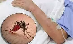 ग्रामीण क्षेत्रों में डेंगू के मरीज 300 के पार ग्रामीण क्षेत्रों में डेंगू के मरीज 300 के पार