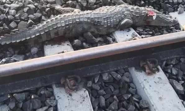 ट्रेन से कटकर दो मगरमच्छों की मौत