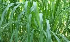 जलाशयों और तलाबों के आसपास की जमीन पर अब केवल चारा उत्पादन करना होगा
