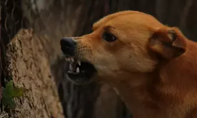 दिल्ली में 9 साल की बच्ची को कुत्ते ने काटा