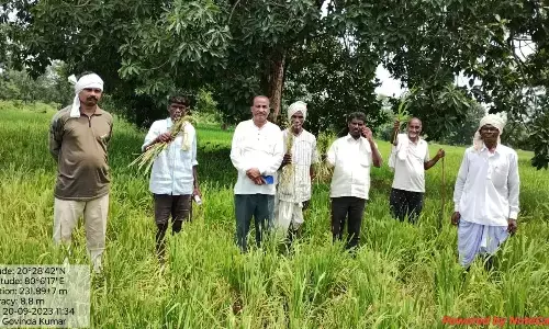 जंगली हाथियों ने उजाड़ दी 15 हेक्टेयर क्षेत्र की धान की फसल