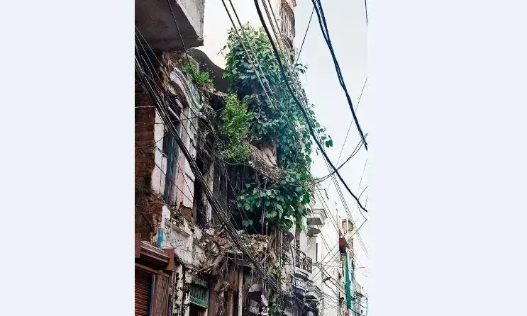 कभी भी गिर सकते हैं मकानों पर लगे पेड़, जिम्मेदार अधिकारी बेखबर