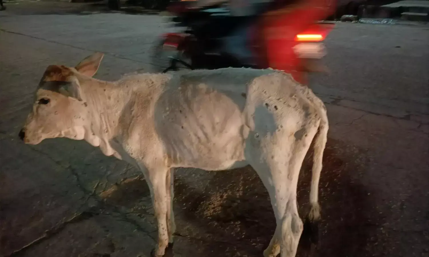 गौ वंशीय फिर रहे है मारे-मारे, गौ सदनों की व्यवस्था के नाम पर लाखों का खर्चा
