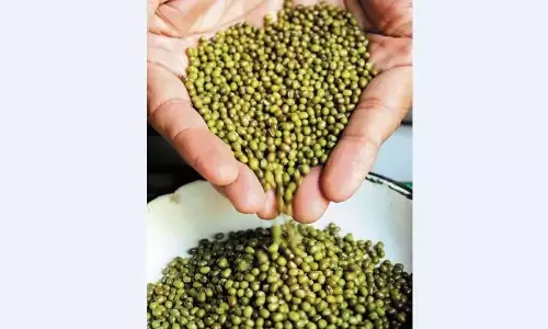 मूँग खरीदी का मामला : जाँच टीम को वेयर हाउसों में मिली गड़बड़ी