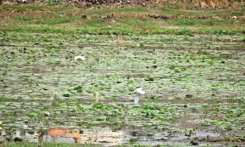 इस तालाब के विकास का पैसा कहां गया