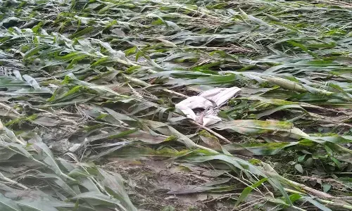 नवेगांव में बादल फटे, 120 एकड़ की फसल तबाह, दो दिन बाद भी नहीं जागा राजस्व व कृषि अमला नवेगांव में बादल फटे, 120 एकड़ की फसल तबाह, दो दिन बाद भी नहीं जागा राजस्व व कृषि अमला