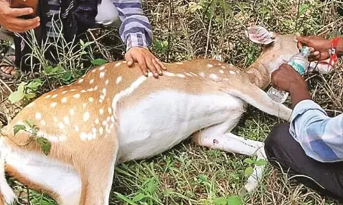 अज्ञात वाहन की टक्कर से चीतल घायल