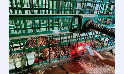 लेजर थेरेपी से भरे तेंदुए के घाव, जल्द लौटेगा जंगल लेजर थेरेपी से भरे तेंदुए के घाव, जल्द लौटेगा जंगल