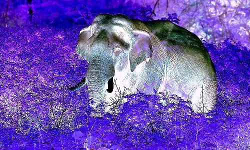 जंगली हाथियों ने 25 किसानों की फसलों को कर दिया तहस-नहस जंगली हाथियों ने 25 किसानों की फसलों को कर दिया तहस-नहस