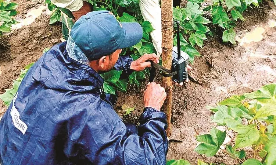 ताड़गांव के जंगल में फिर लौटा बाघ