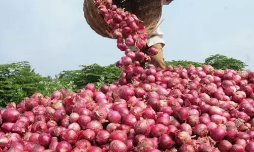 प्याज व्यापारियों की हड़ताल जारी, नहीं शुरू की खरीद