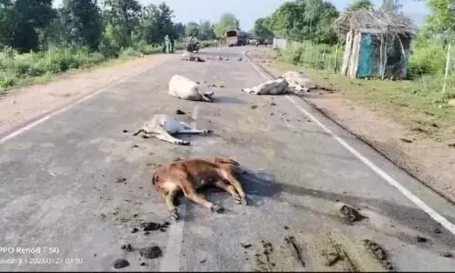 अज्ञात भारी वाहन ने छ: गायों को कुचला