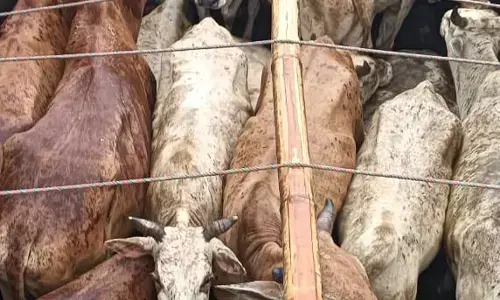 पुलिस ने मवेशी तस्करी का प्रयास किया विफल, एक गिरफ्तार