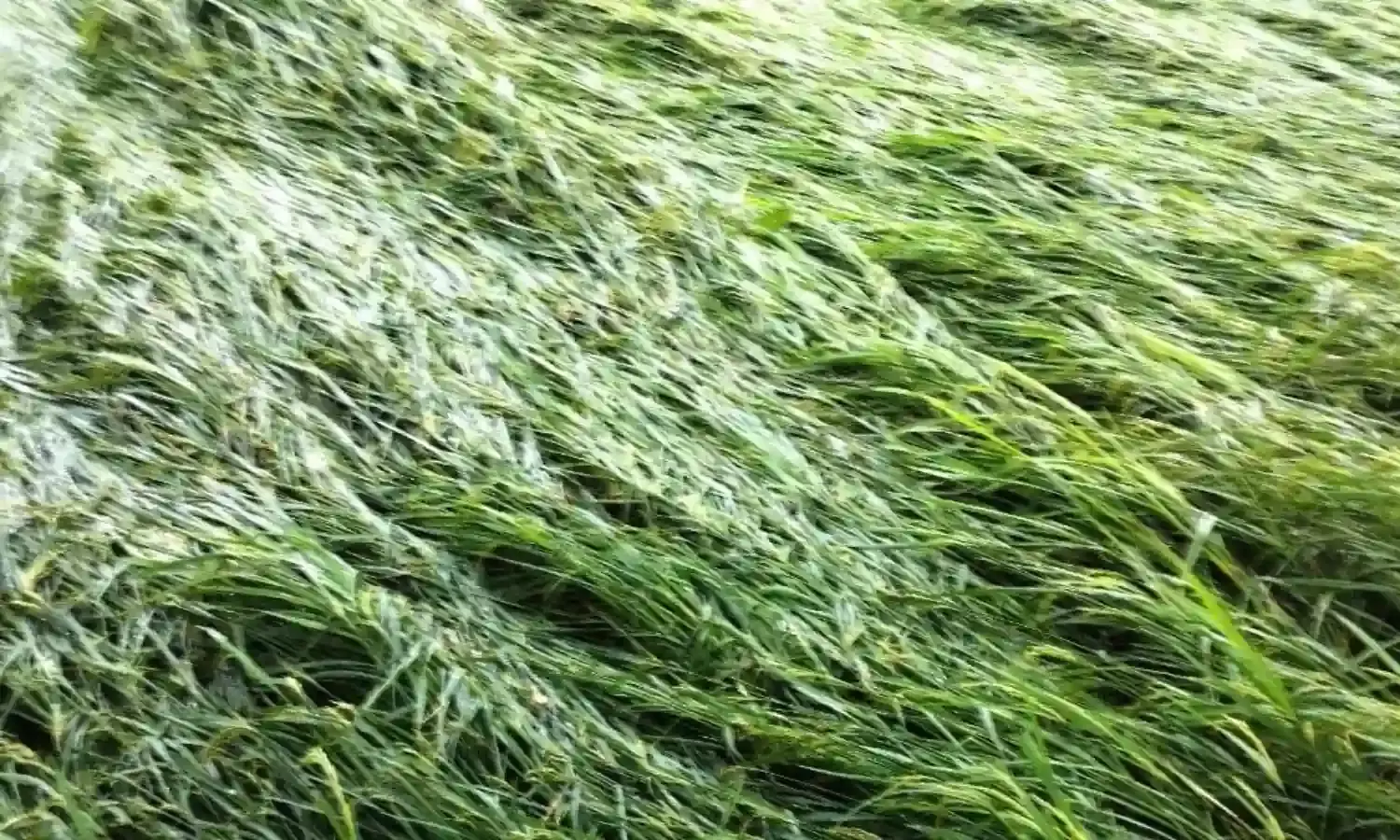 बारिश से बर्बाद हुई धान की फसल