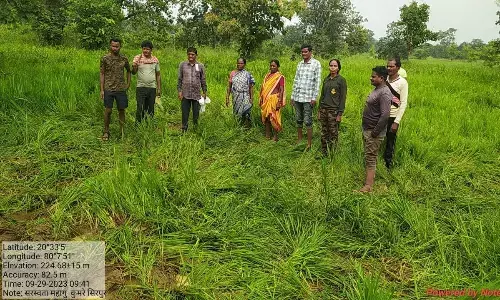 शिरपुर क्षेत्र में जंगली हाथियों ने फिर मचाया उत्पात शिरपुर क्षेत्र में जंगली हाथियों ने फिर मचाया उत्पात