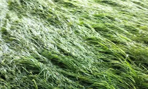 बारिश से बर्बाद हुई धान की फसल