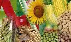 50 प्रतिशत की हो सकती है गिरावट, 20 जिलों में बारिश की बेरुखी, मंडरा रहा सूखे का साया 50 प्रतिशत की हो सकती है गिरावट, 20 जिलों में बारिश की बेरुखी, मंडरा रहा सूखे का साया