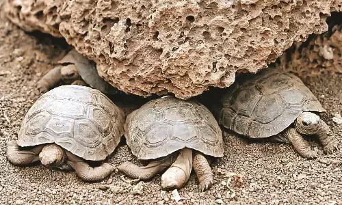 दुर्लभ प्रजाति के 955 कछुए के बच्चे जब्त, 6 तस्कर गिरफ्तार