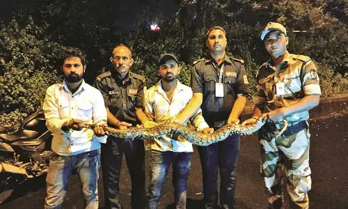 अजगर को दिया जीवनदान