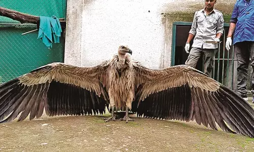 पेंच में रखे जाएंगे गिद्ध, तैयार किया गया घर