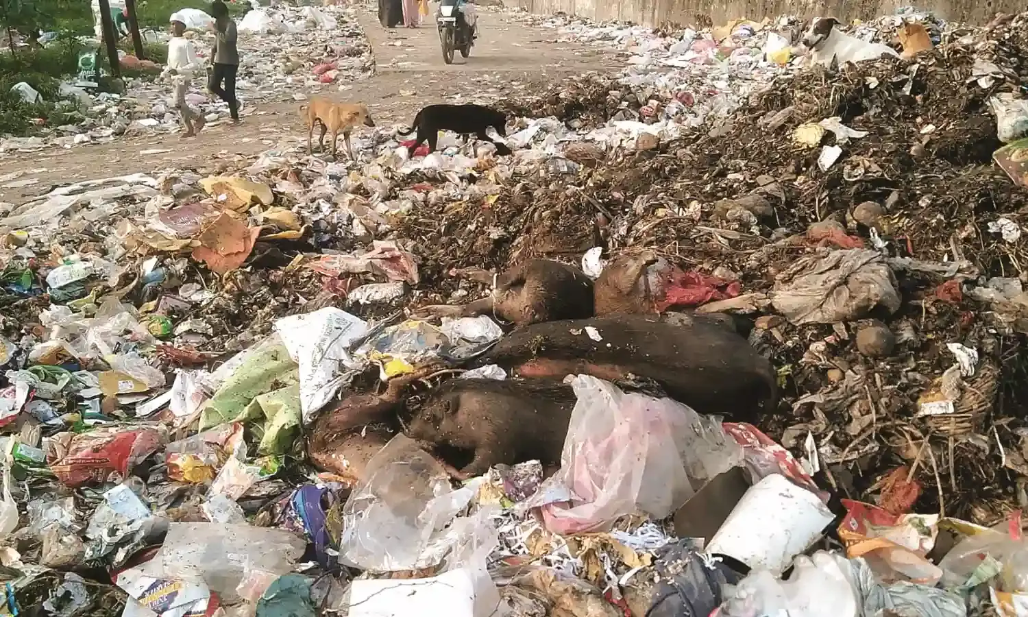 डंपिंग ग्राउंड में सड़ रहे जानवरों के शव, बीमारियों का बढ़ा खतरा- परेशान रहवासी
