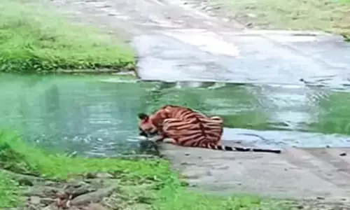 पर्यटकों के लिए खुले पन्ना टाइगर रिजर्व के प्रवेश द्वार पर्यटकों के लिए खुले पन्ना टाइगर रिजर्व के प्रवेश द्वार