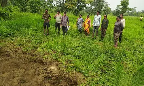 हाथियों ने फिर उजाड़ दी सैकड़ों एकड़ में लगी धान