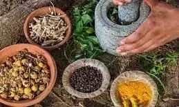 आयुर्वेद महाविद्यालय का वनौषधि प्रकल्प फेल आयुर्वेद महाविद्यालय का वनौषधि प्रकल्प फेल