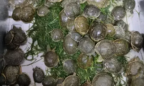 तस्करों से जब्त कछुओं को तालाबों में छोड़ने की तैयारी तस्करों से जब्त कछुओं को तालाबों में छोड़ने की तैयारी