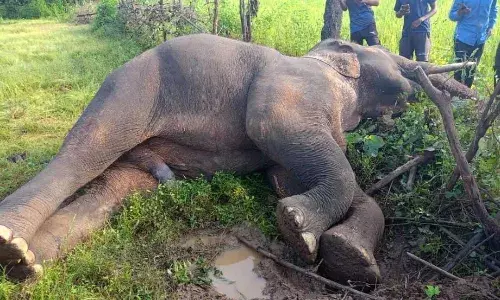 खेत में करंट लगने से हाथी की मौत