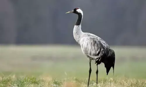 सिर्फ दो अधिकारी, इसलिए वेटलैंड दस्तावेज का काम रुका