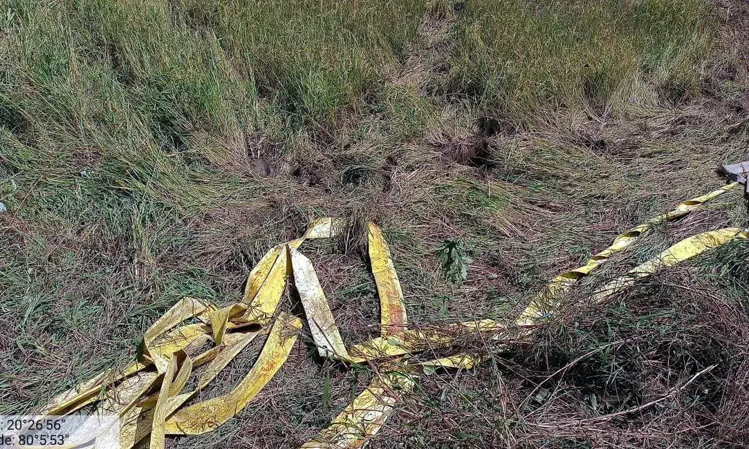 जंगली हाथियों ने वैरागड़ परिसर में मचाया उत्पात