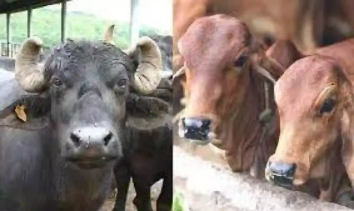 देशी नस्लों की गाय और भैंस की संख्या बढ़ाने राज्य में बनेंगी छह प्रयोगशाला