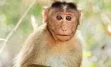 चीन के बाद अन्‍य कई देशों ने की श्रीलंका से बंदरों की मांग