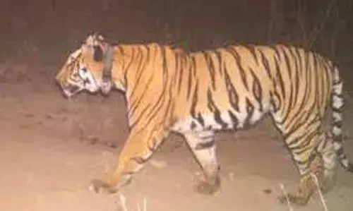 पेंच व्याघ्र प्रकल्प में बाघों का कुनबा बढ़ाने दिया जा रहा जोर