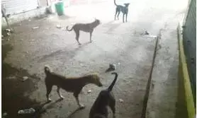 अजयगढ में अवारा कुत्तों का आतंक अजयगढ में अवारा कुत्तों का आतंक