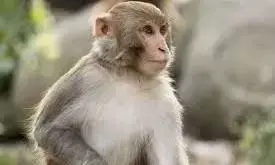 अमरावती में बंदर के काटने से महिला गंभीर अमरावती में बंदर के काटने से महिला गंभीर
