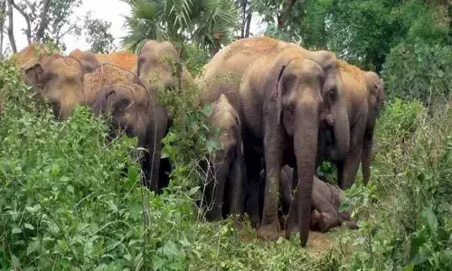 गडचिरोली में वनराज की दहशत और गजराज के उत्पात से परेशान हुए लोग