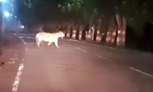 सीएसटीपीएस परिसर में घूम रहा बाघ