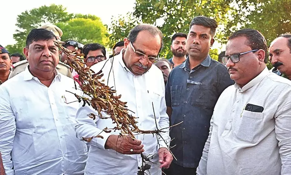 येलो मोज़ेक वायरस का अटैक - राजस्व मंत्री ने फसल बर्बादी का जायजा लिया
