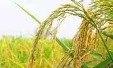 बिहार के मर्चा धान को मिला जीआई टैग, किसानों की आय बढ़ने की उम्मीद बिहार के मर्चा धान को मिला जीआई टैग, किसानों की आय बढ़ने की उम्मीद